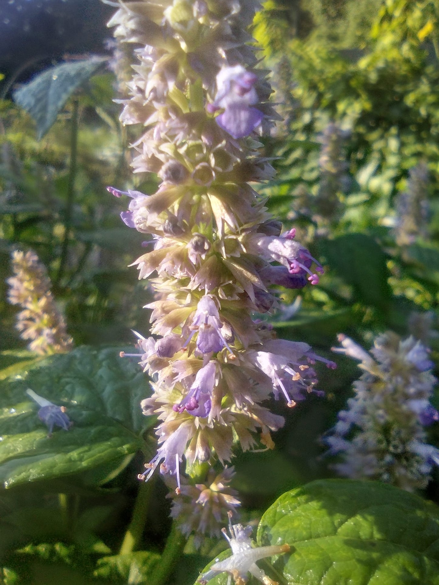 Anise Hyssop