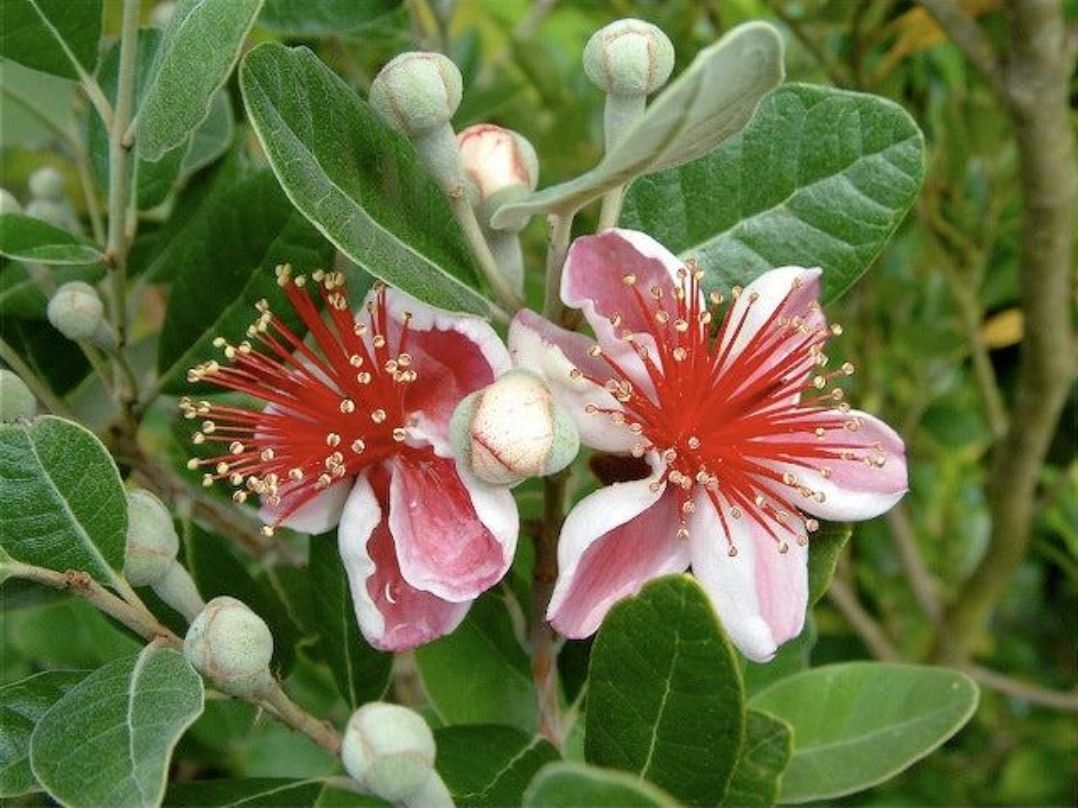 Pineapple Guava / Feijoa (Acca sellowiana)