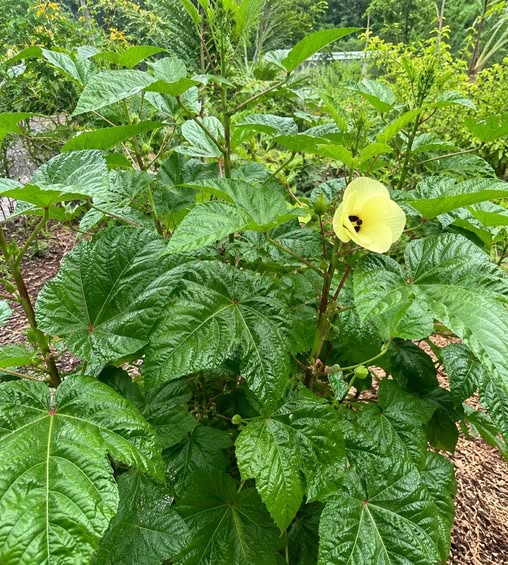 Auntie Lilli’s Edible Leaf Hibiscus