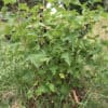 Consort Black Currant