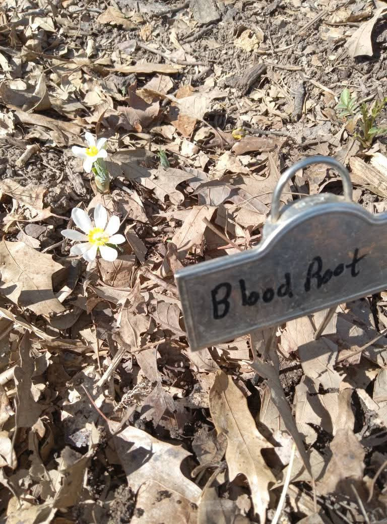 Blood Root