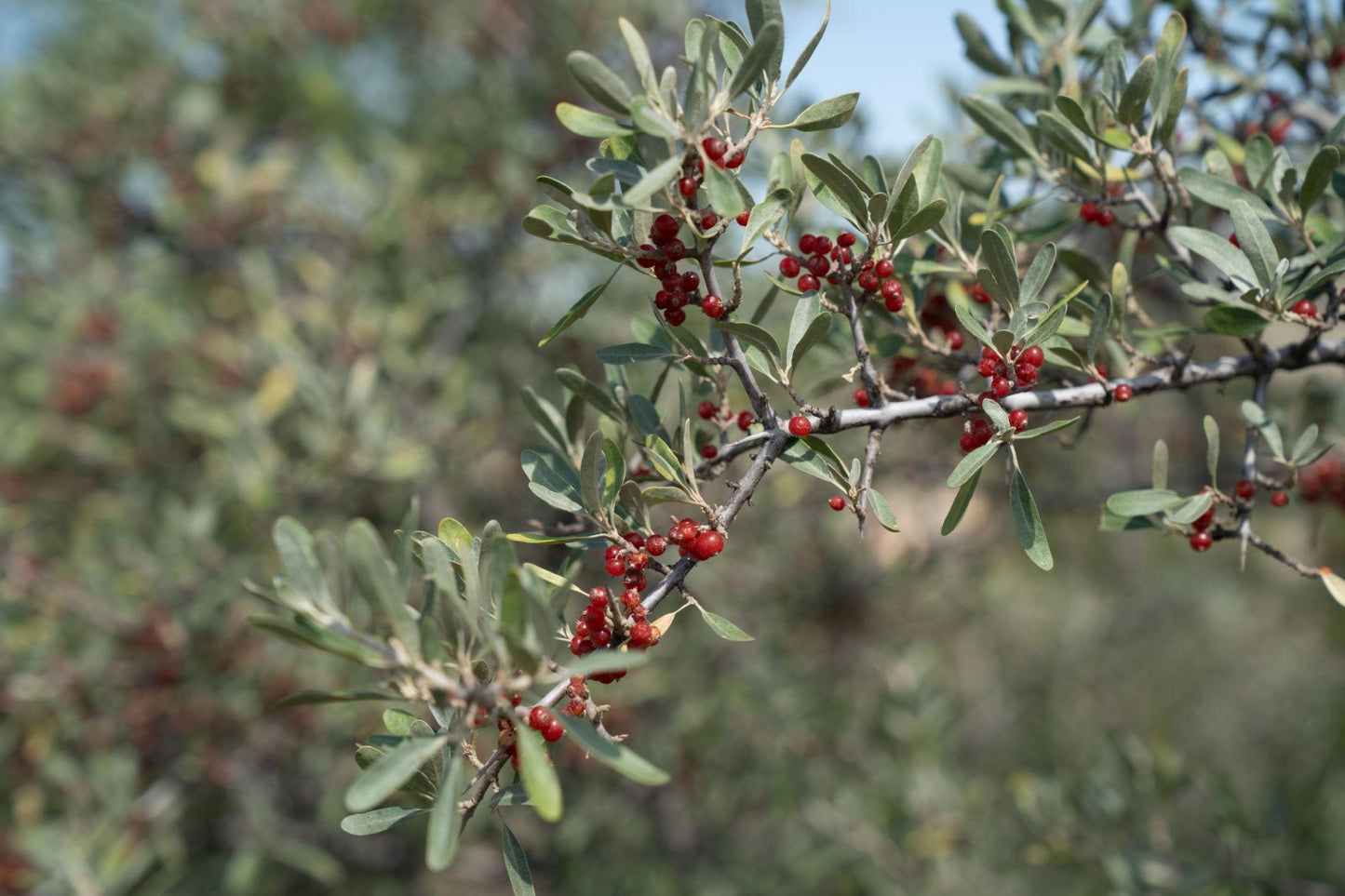 Buffaloberry