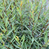 Blue Arctic Willow