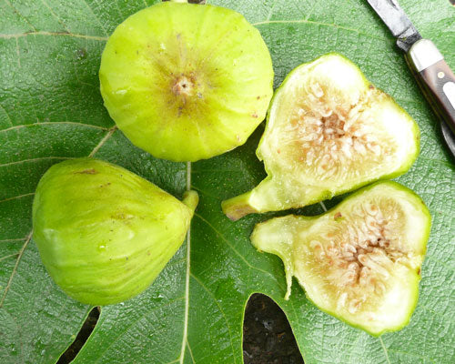 Ficus carica ‘Lattarula’ (Italian Honey Fig)