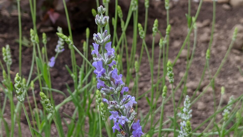 Lavender Grosso