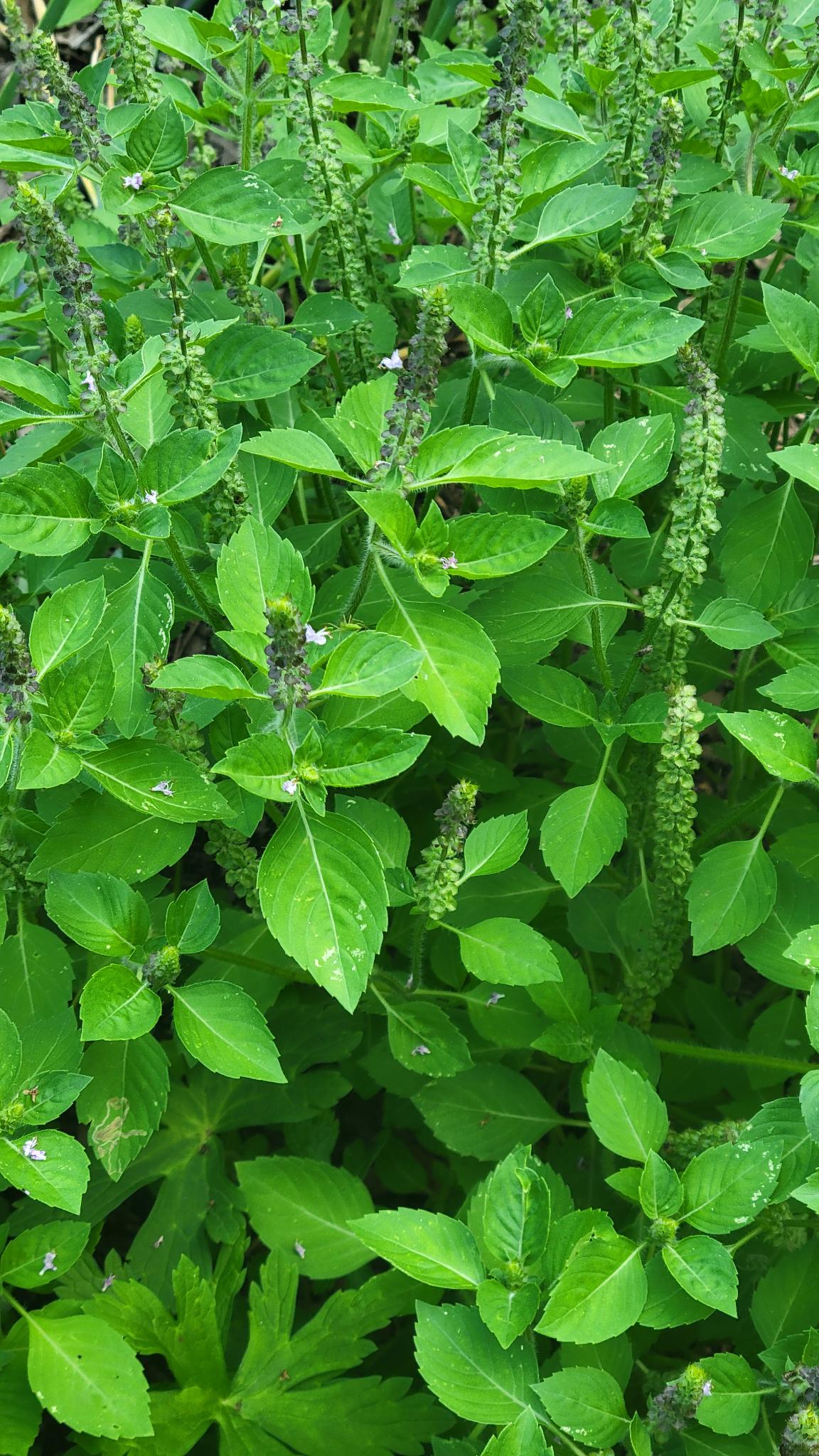 Holy Basil / Tulsi