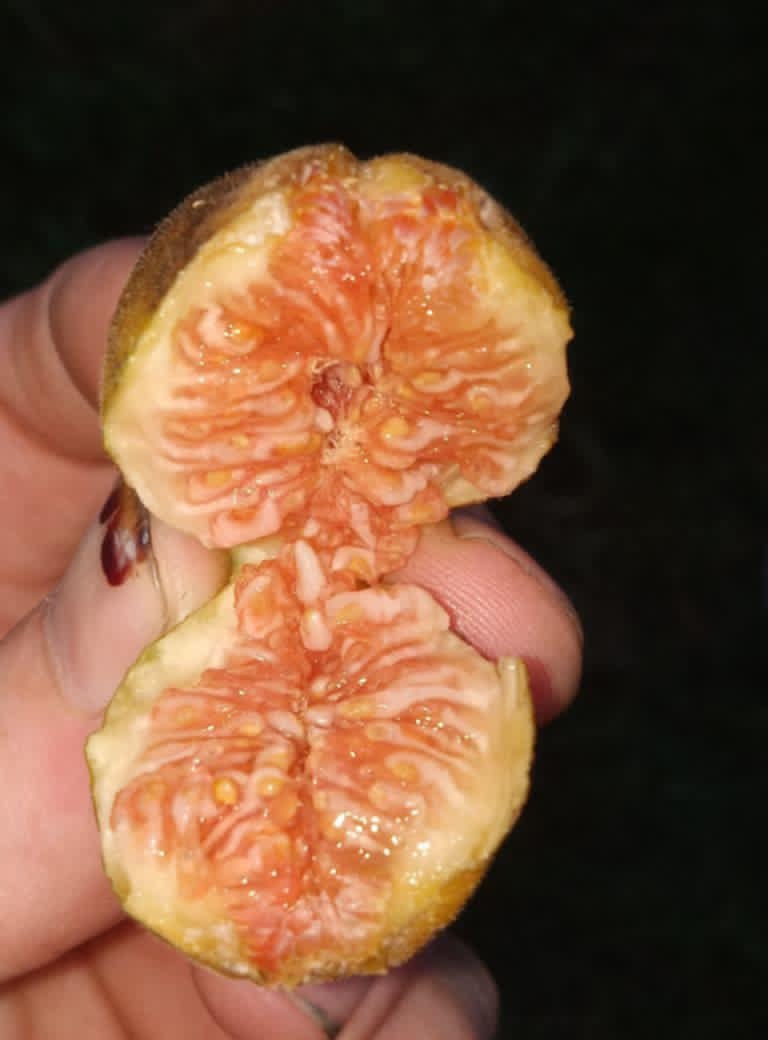 LSU TIGER FIGS