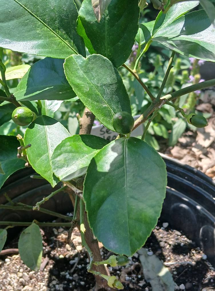 MEYER LEMON