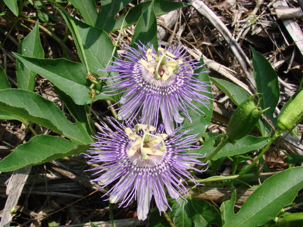 Passionflower