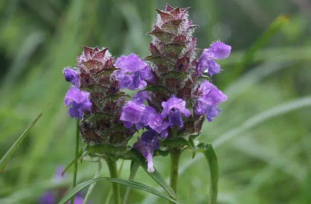 Self Heal