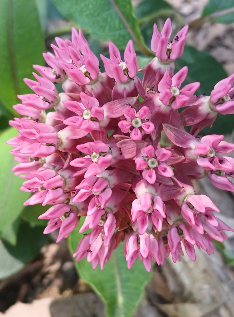 Purple Milkweed