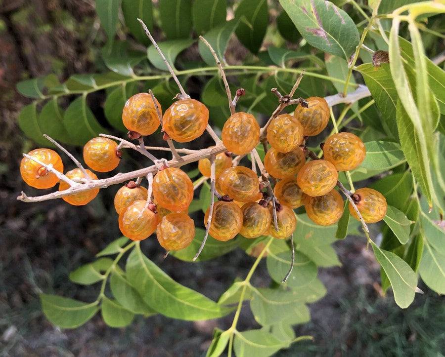 SOAPBERRIES
