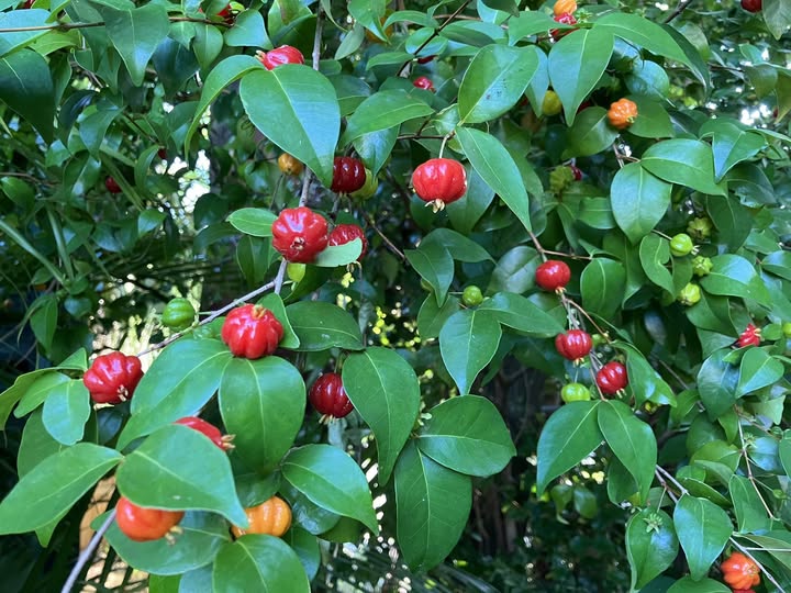 Surinam Cherry