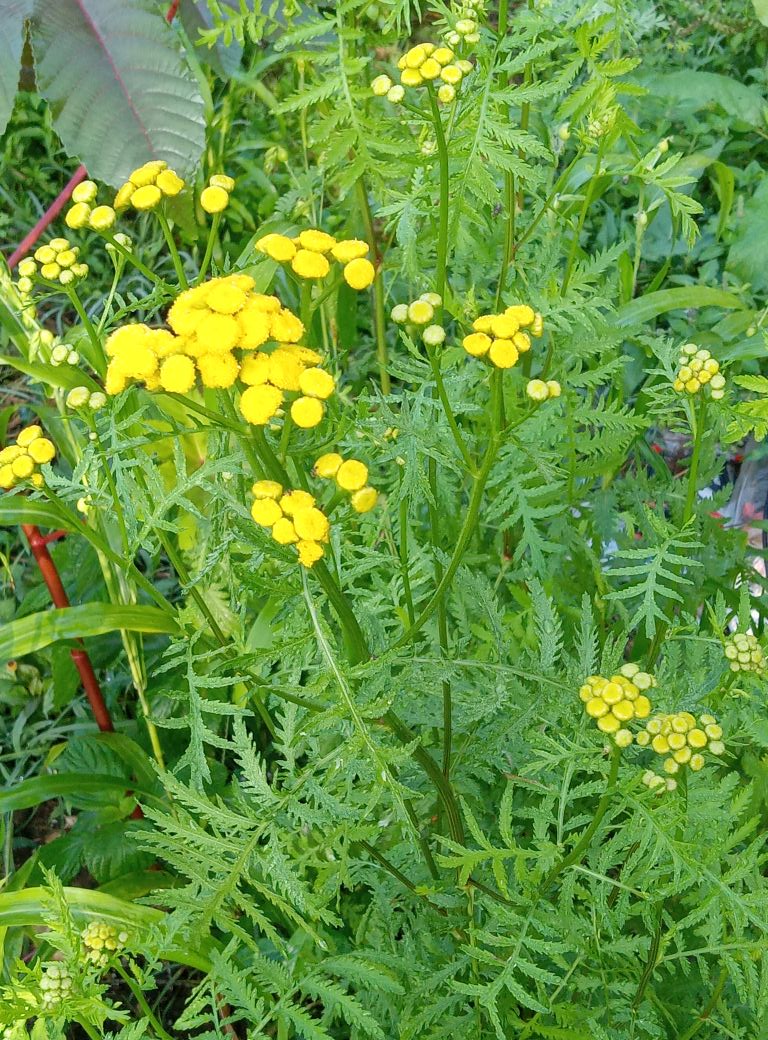 Tansy