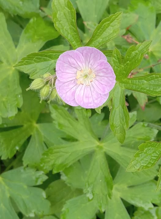 Wild Geranium