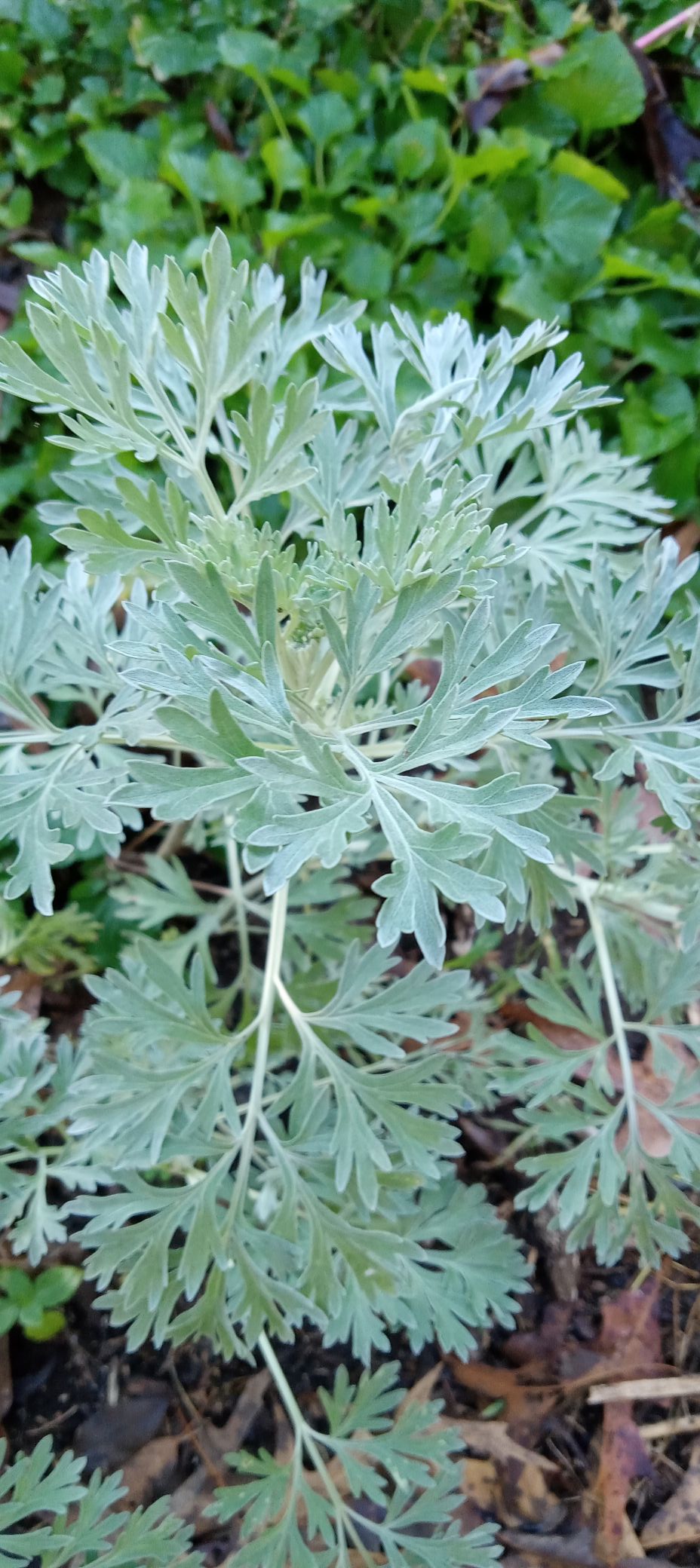 Wormwood