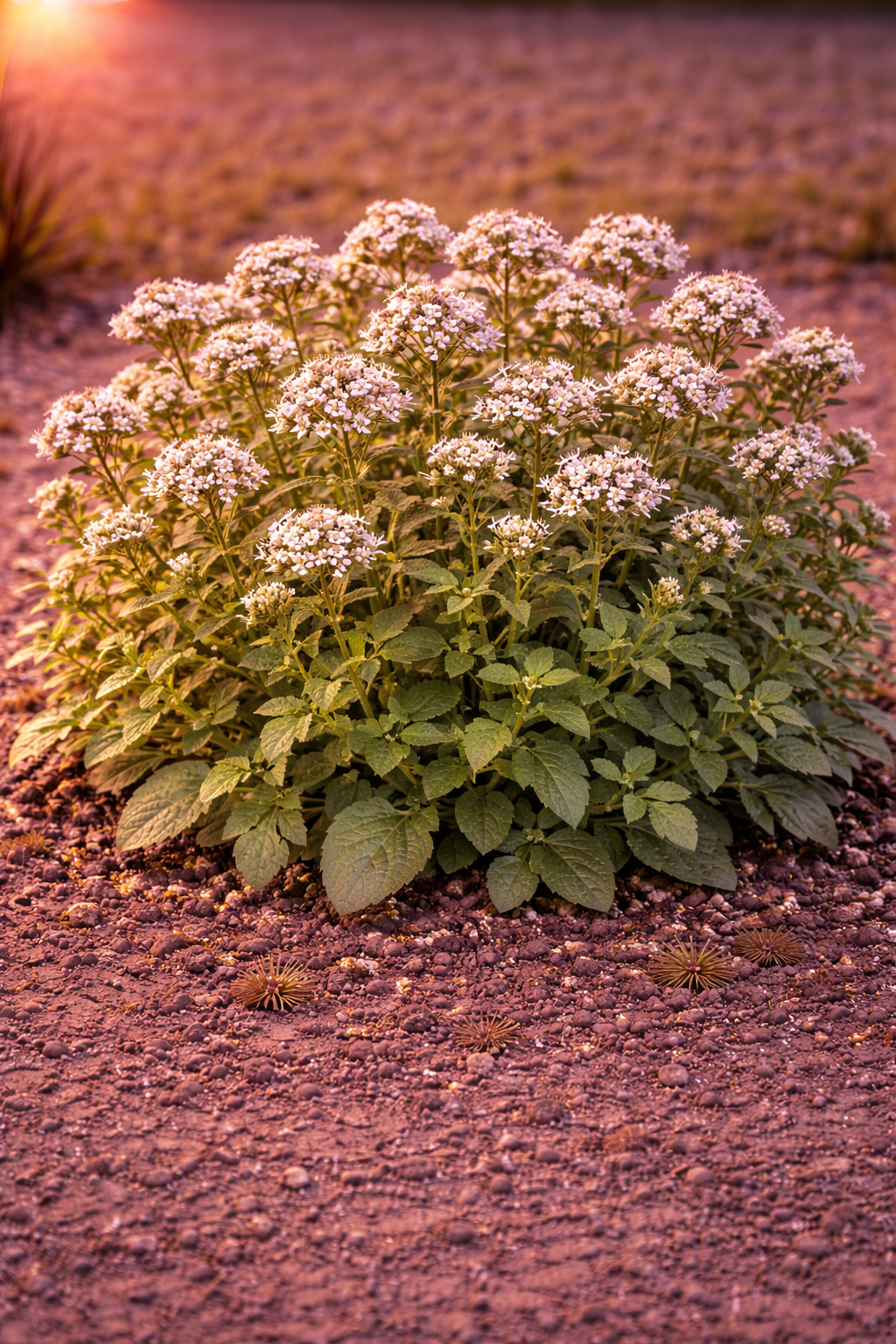 Zaatar (Syrian Oregano)