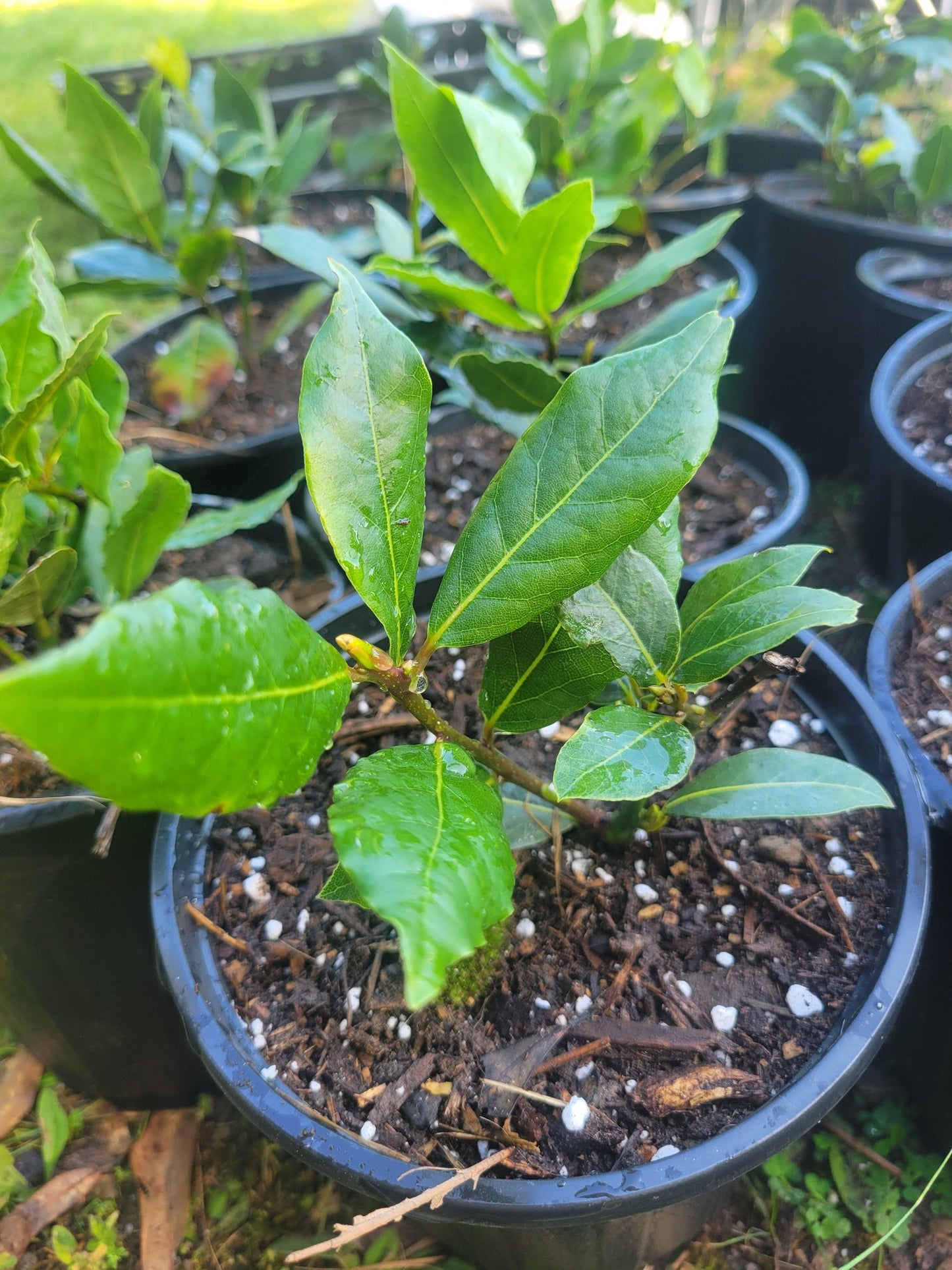 Bay Leaf Tree (Laurus nobilis)