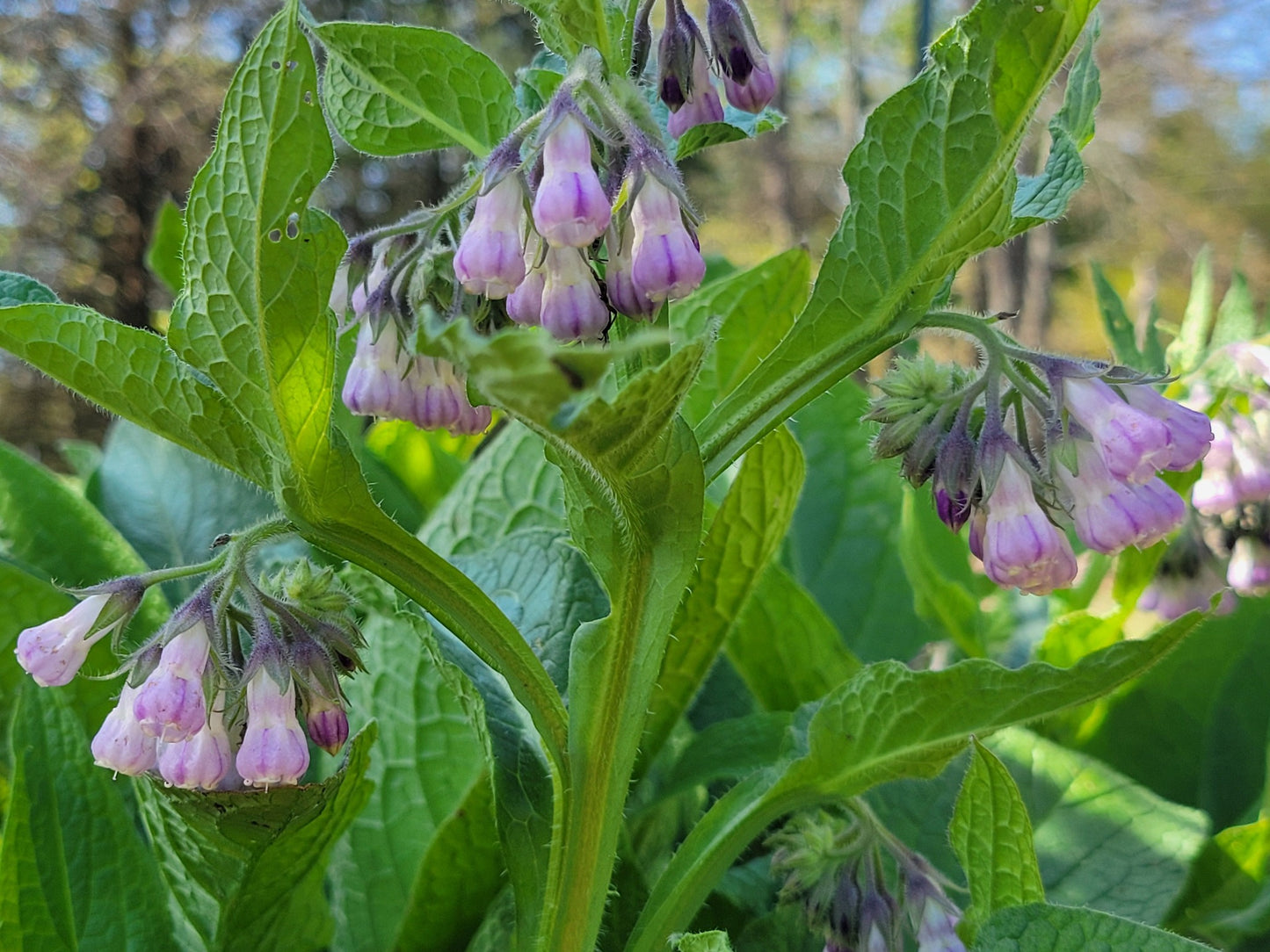 Common Comfrey