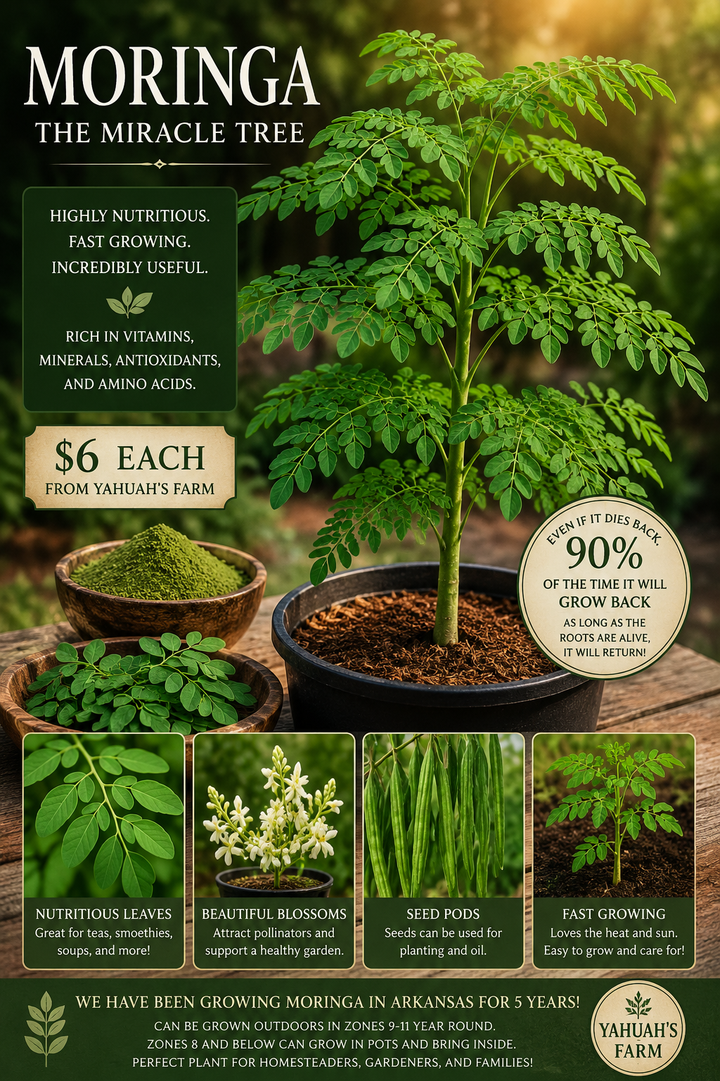 Moringa Plant – “The Miracle Tree”
