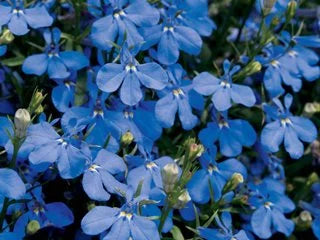 Lobelia