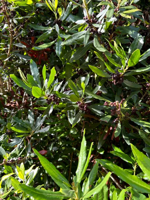 Wax Myrtle