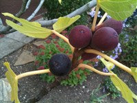 Negronne Fig — Live Plant