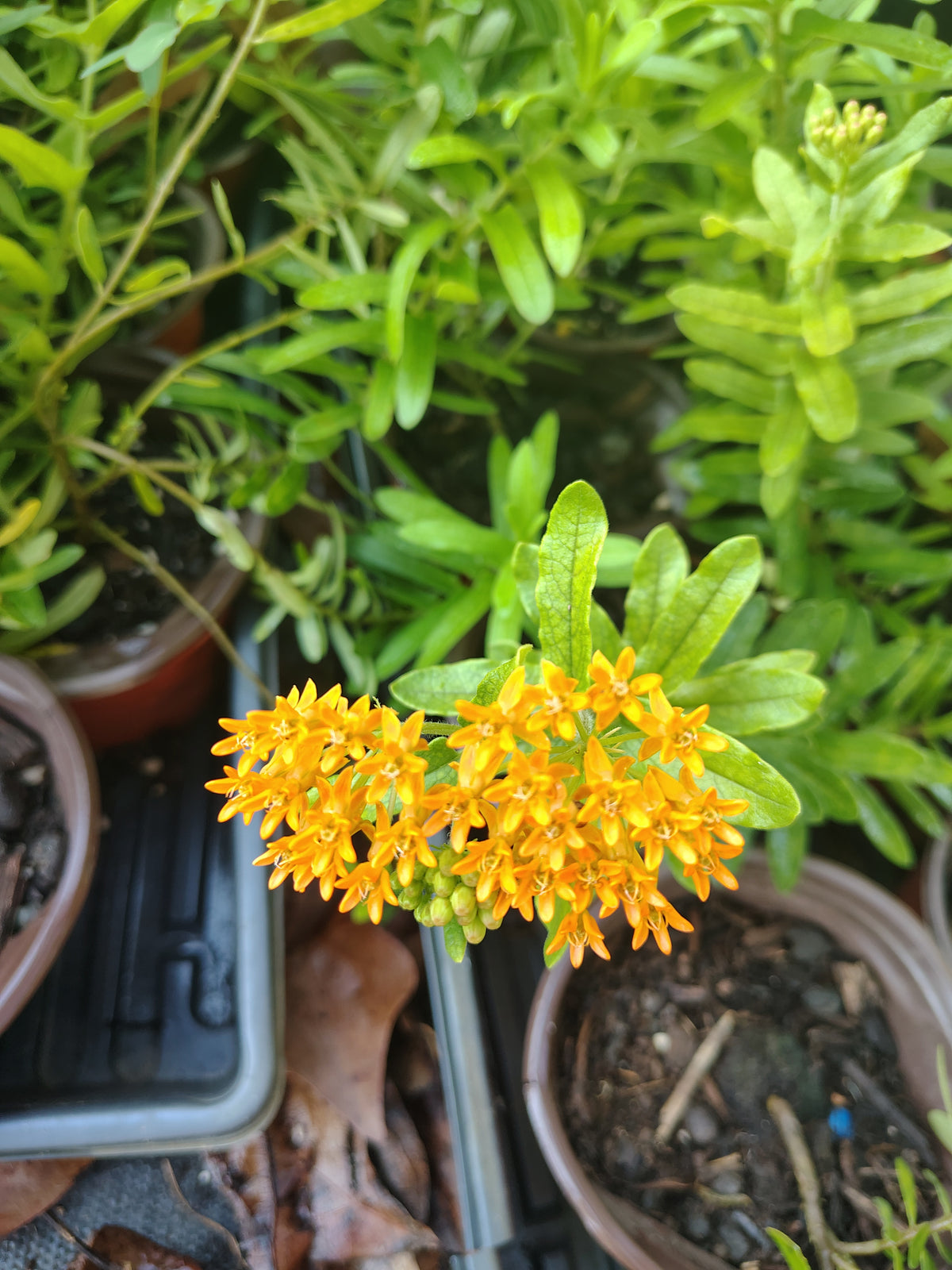 Butterfly Weed โ Live Plant