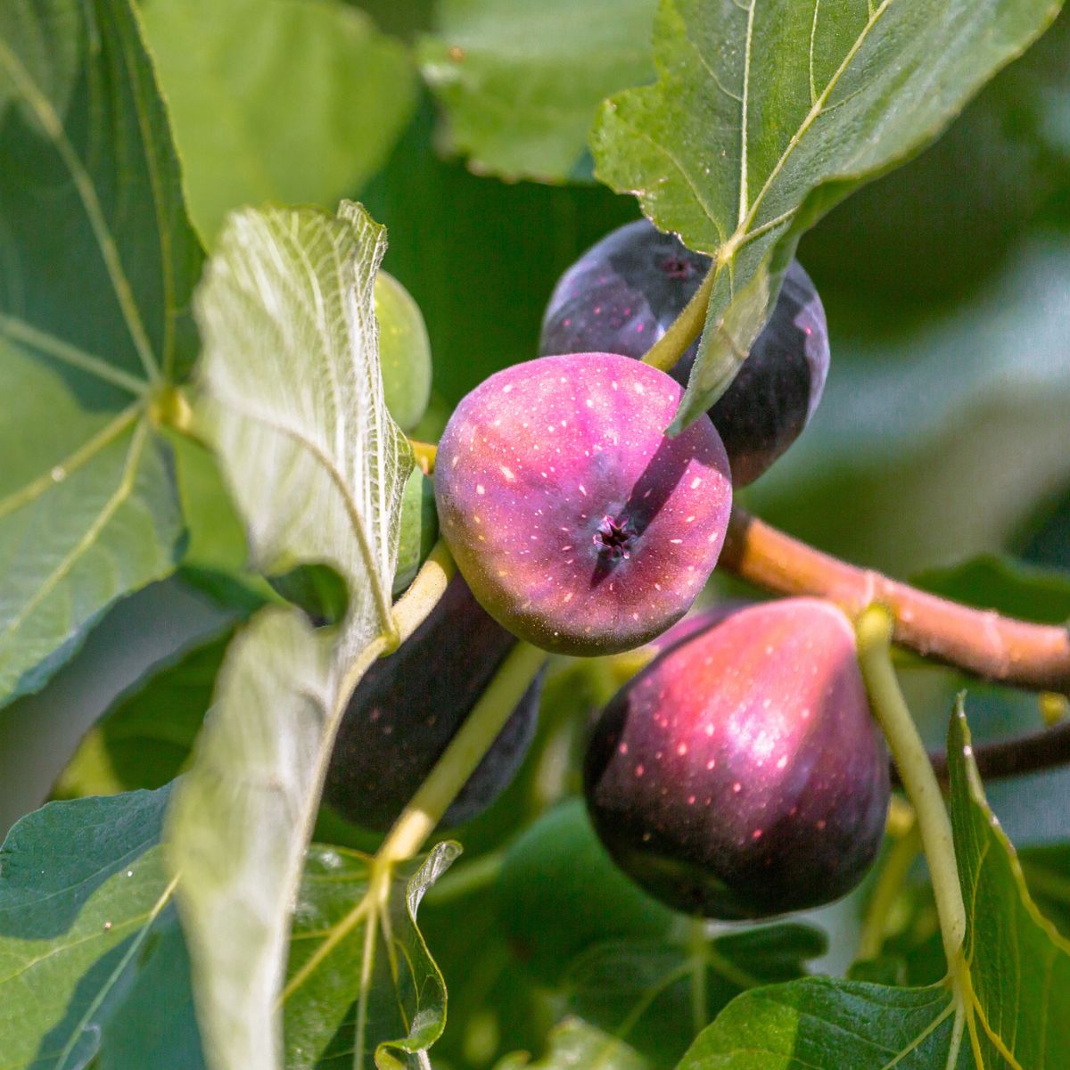 LSU Purple Fig β Live Plant