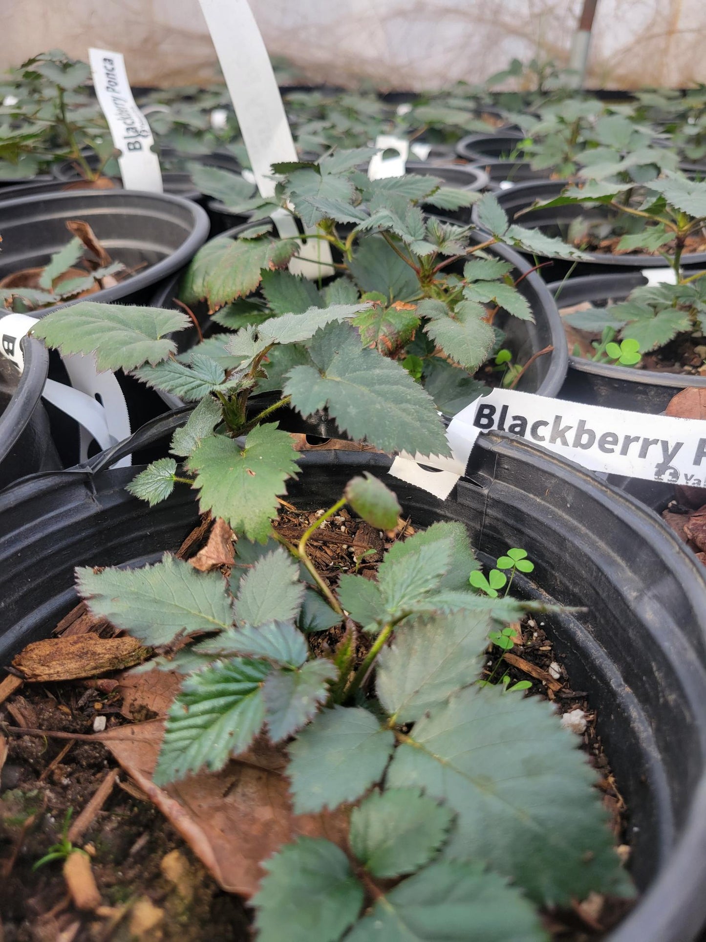 PONCA BLACKBERRY