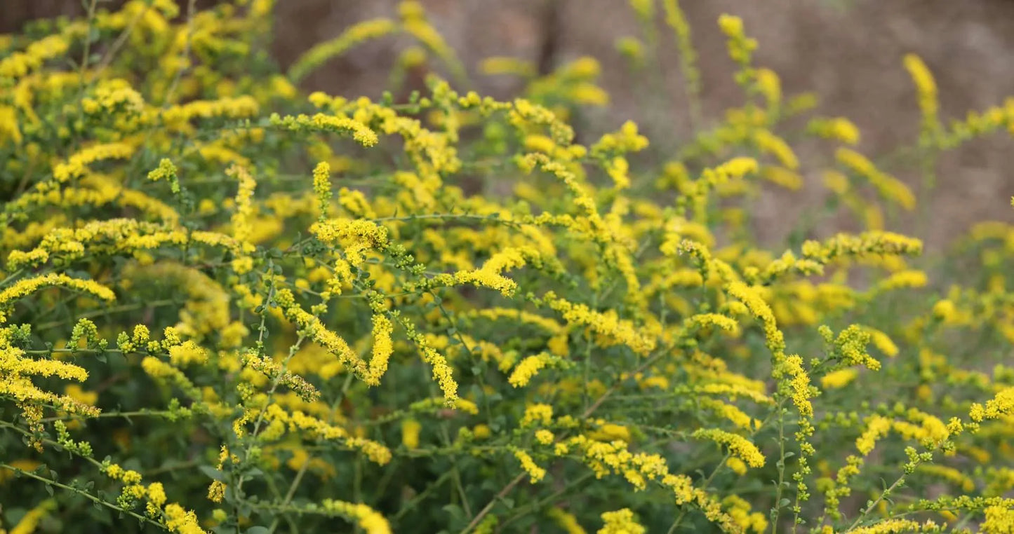 Goldenrod