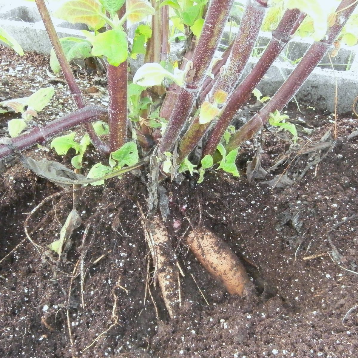 Yacón (Smallanthus sonchifolius)