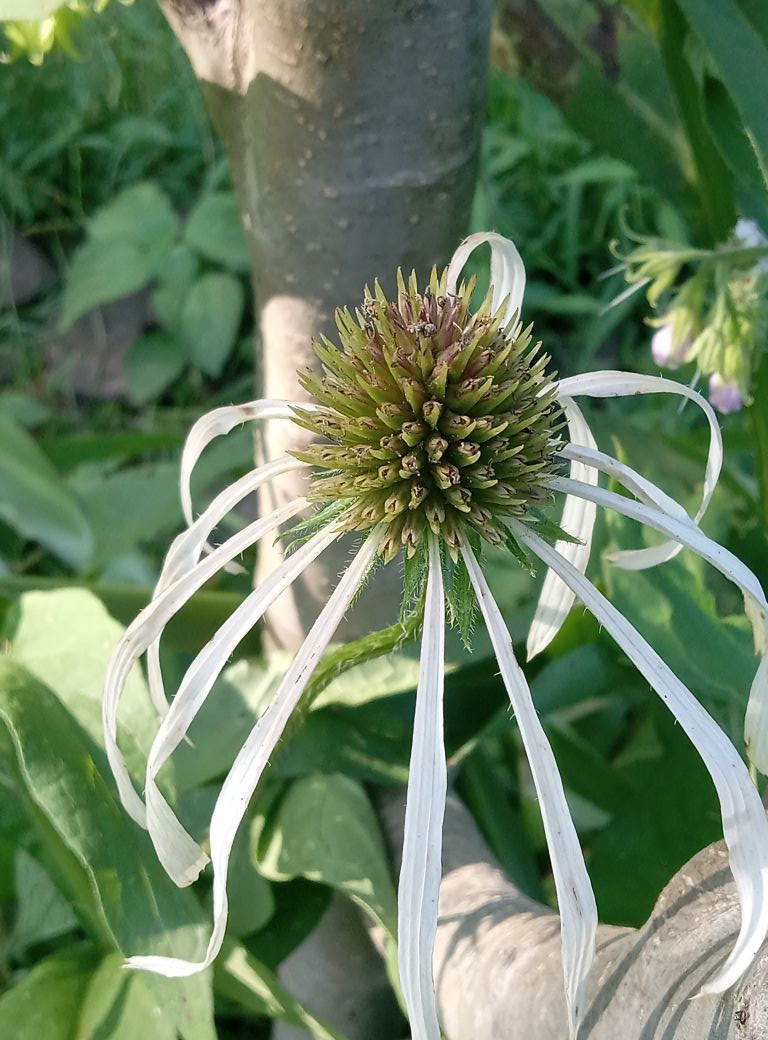 LIVE PLANTS & MEDICINAL HERBS