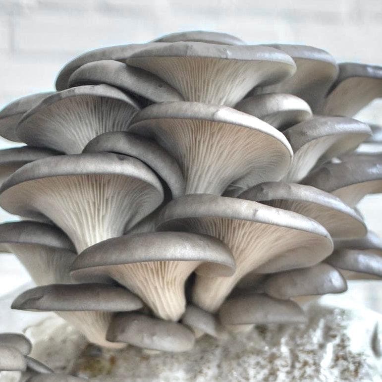 MUSHROOM GROW KITS