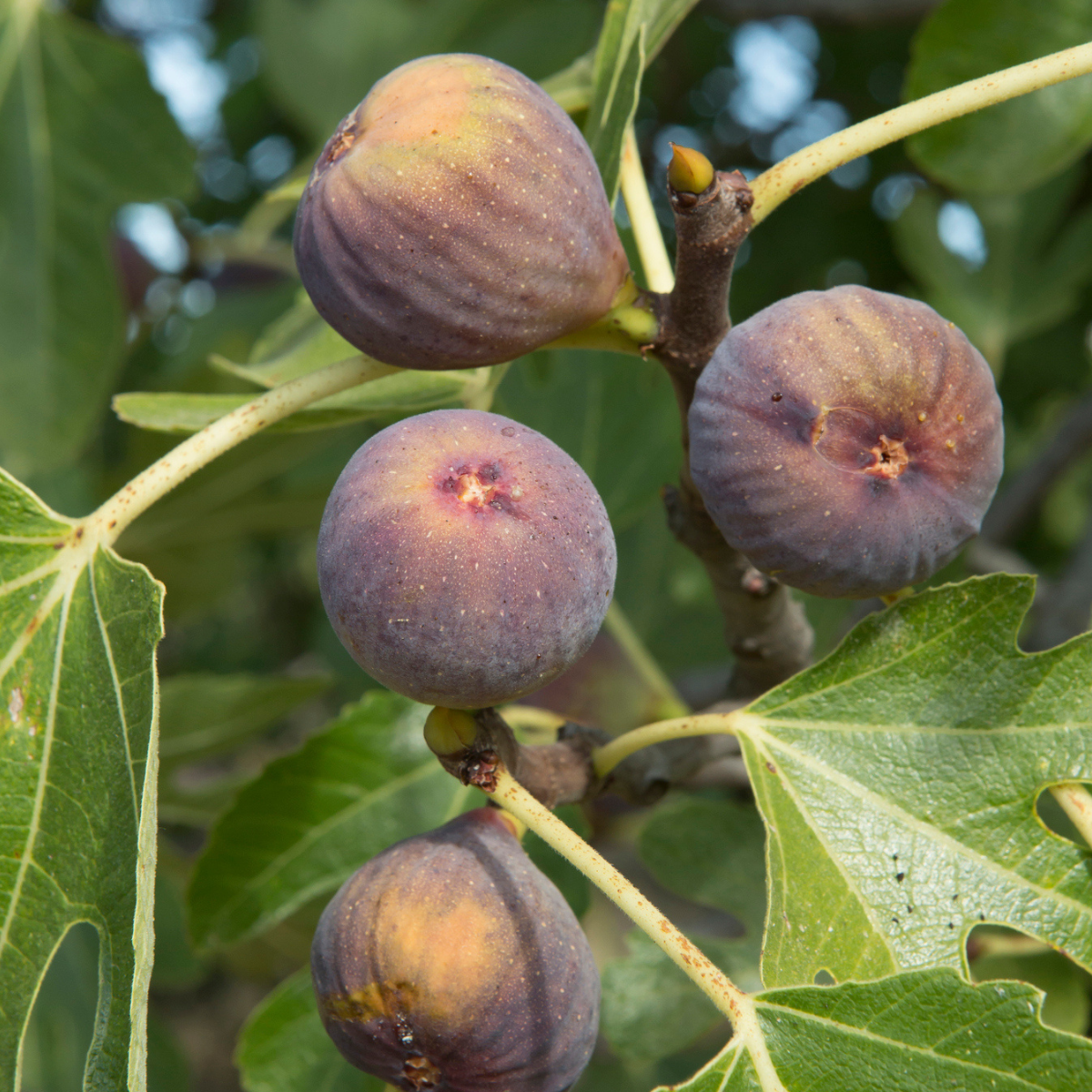 Olympian Fig (Ficus carica ‘Olympian’)