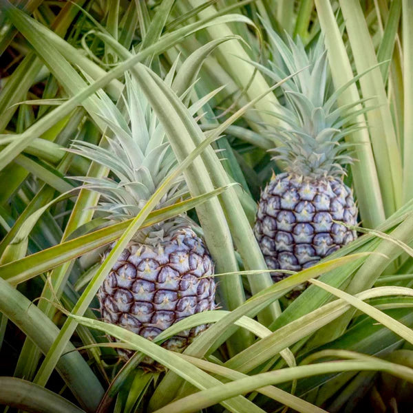 Jade White Pineapple