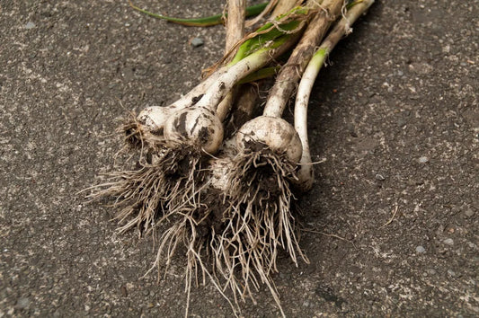 White Hardy German Garlic 1LB (SHIPS IN SEPTEMBER)