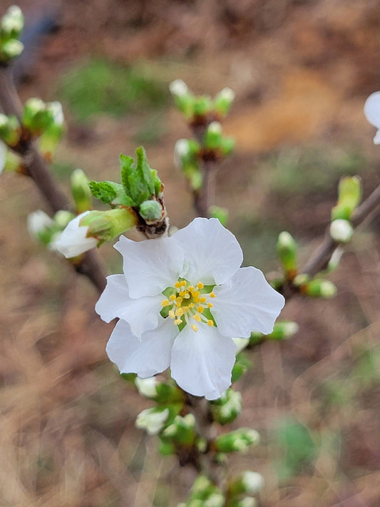 Gabe Nanking White Cherry