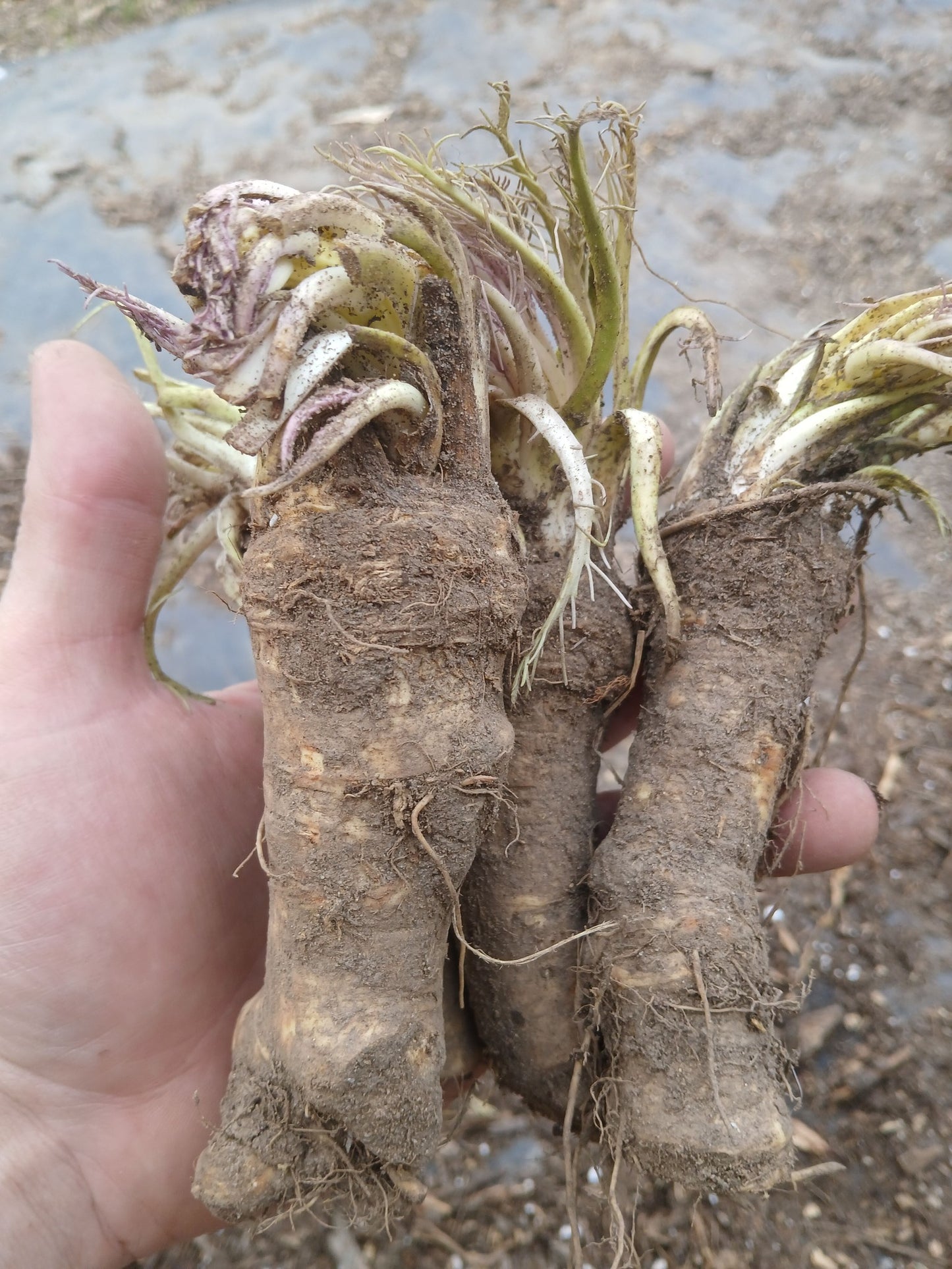 Horseradish