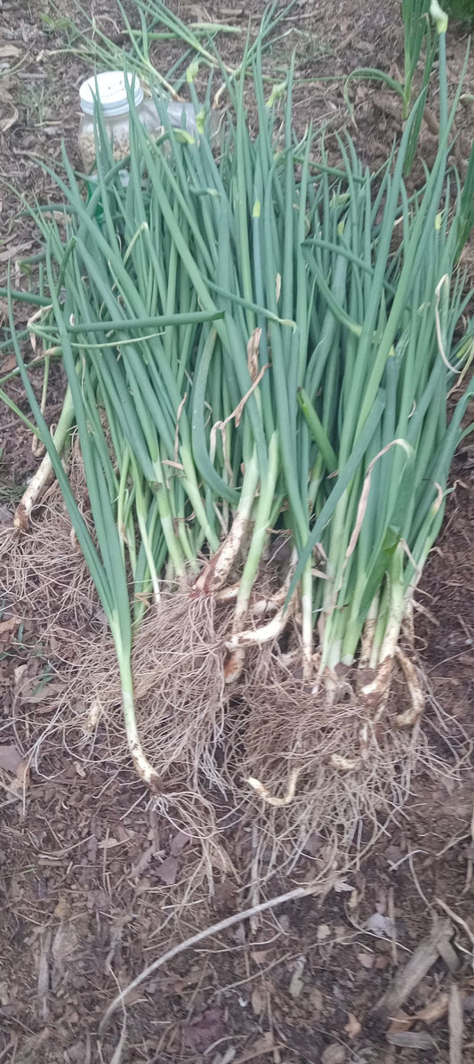 Egyptian Walking Onions