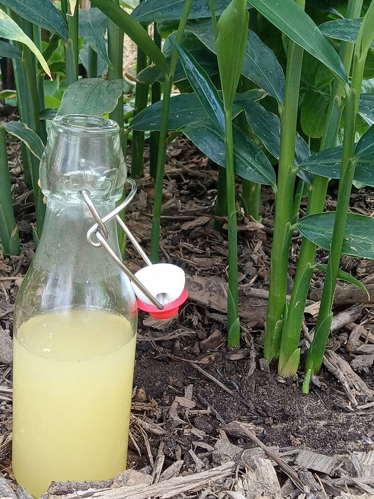 Edible Ginger (Zingiber officinale)