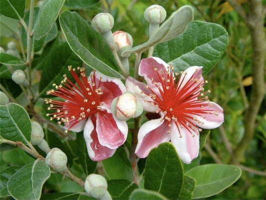 Pineapple Guava / Feijoa (Acca sellowiana)