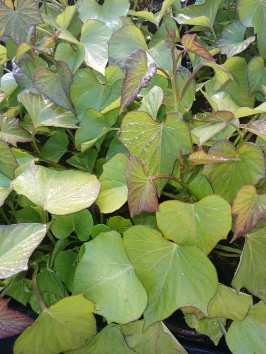 Murasaki Japanese Sweet Potato Slips