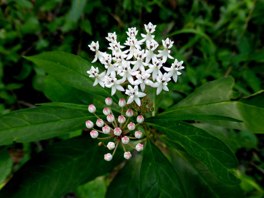 Aquatic Milkweed / White Milkweed