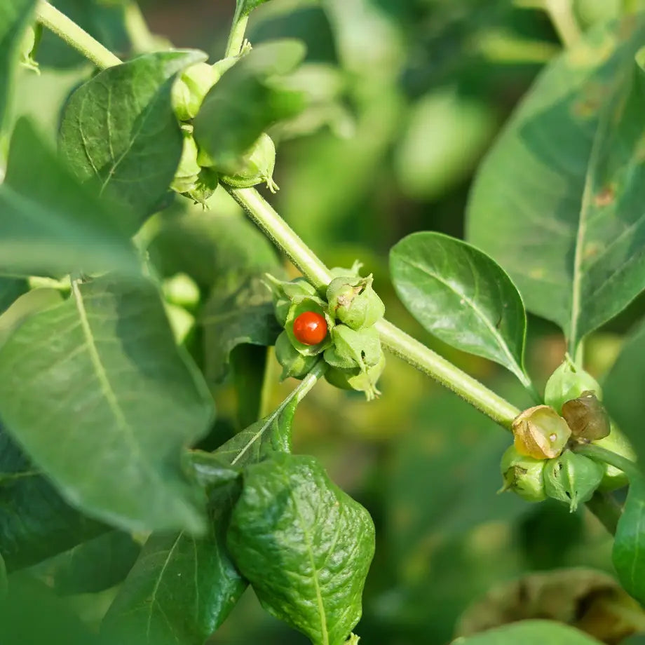Ashwagandha