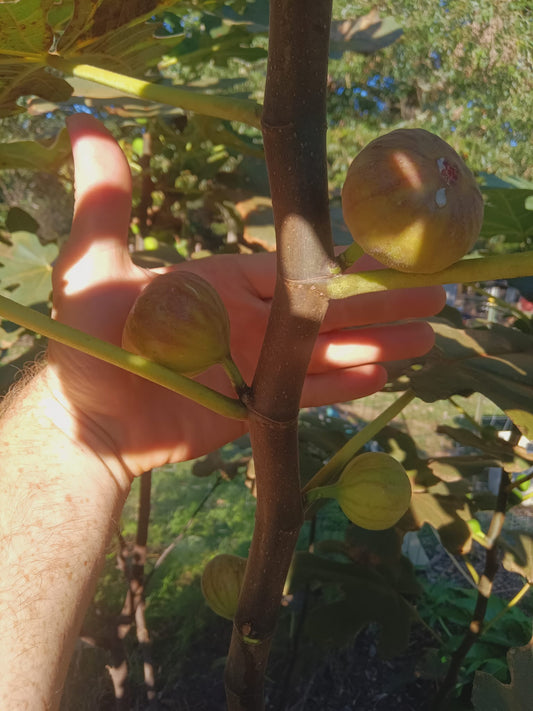 BROWN TURKEY FIG