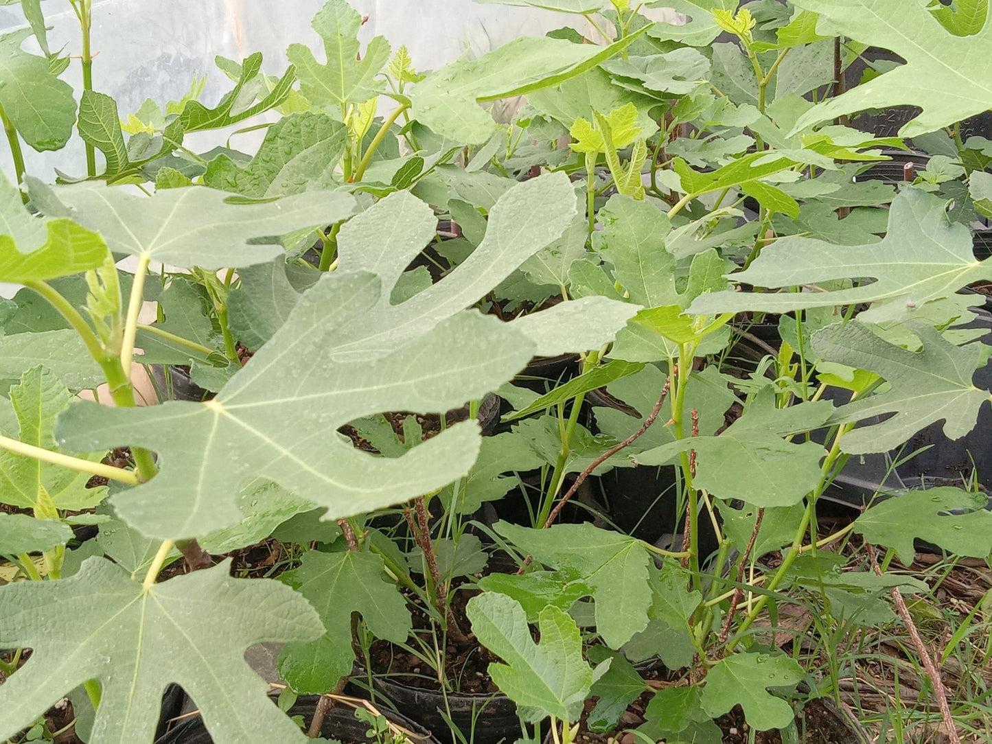 BROWN TURKEY FIG