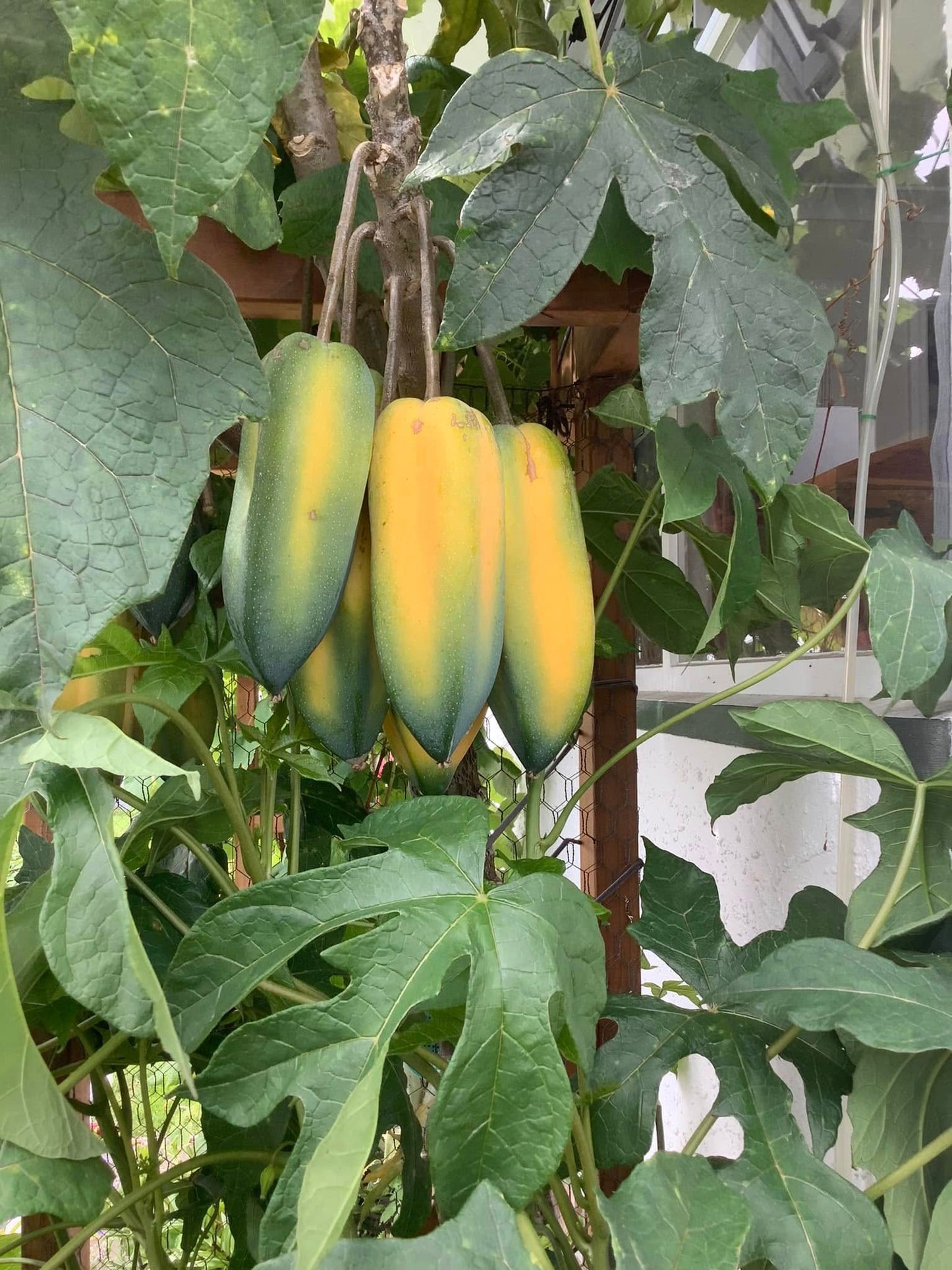 Babaco Papaya