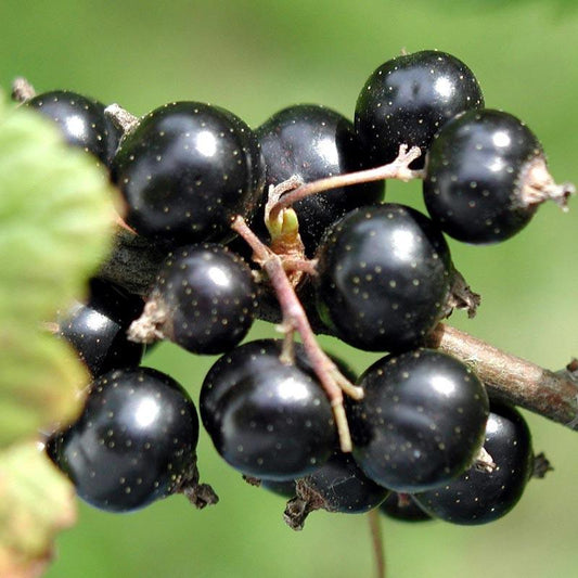 Consort Black Currant