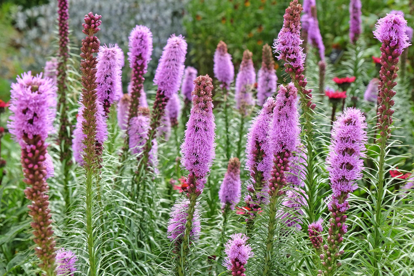 Blazing Star